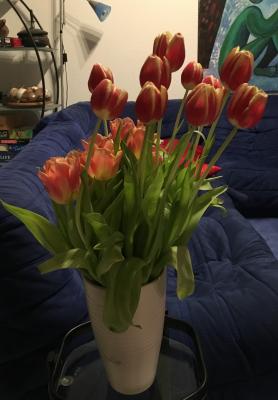 Tulpenwettwachsen